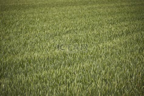 大麦种植领域高清摄影大图-千库网