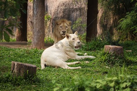 男和女白狮子躺倒在地上高清图片下载-正版图片306867457-摄图网