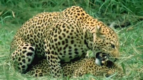 这三十年，一直错认花豹和猎豹，一分钟学会快速区分豹类！