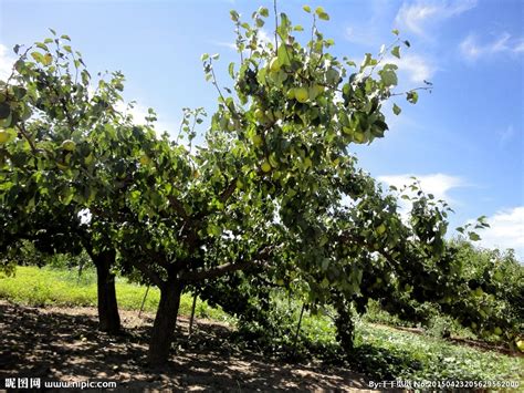 梨树的施肥时间及施肥量是什么？ - 绿康有机肥公司