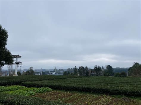 【决胜2020】凤冈县永安镇田坝村：一片茶叶一片情，一片茶园富一方