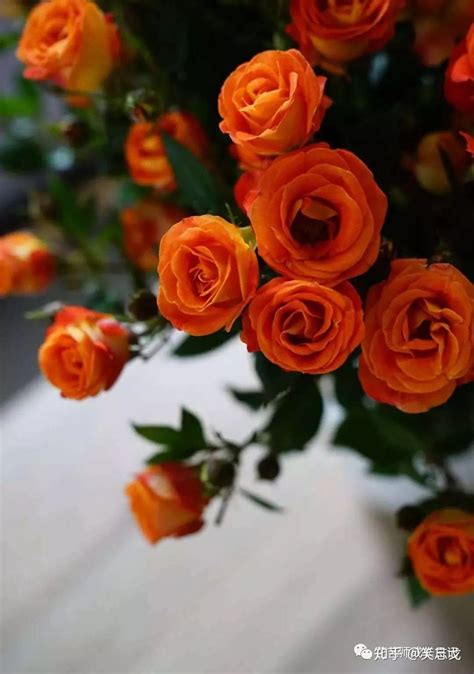 5款橙色系玫瑰品种介绍，每一款都是最明朗温暖的颜色! - 知乎