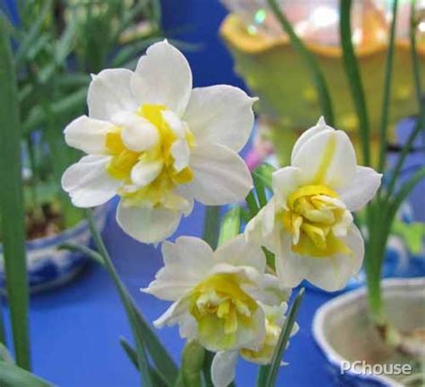贵州有种水仙花一样的,贵州像水仙头的花,贵州兰花品种_大山谷图库