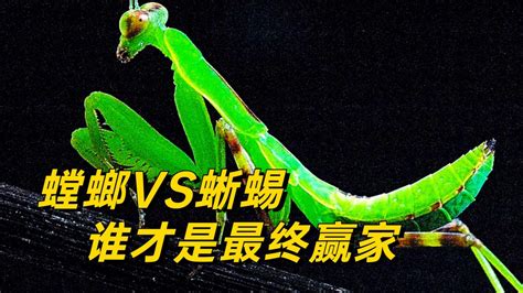 蜥蜴捕食螳螂，却被对方一招反杀，螳螂真实战力恐怖如斯_腾讯视频