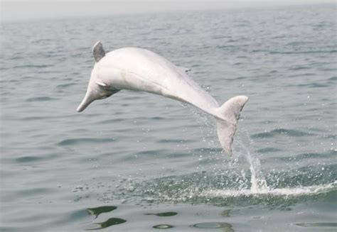 白海豚（动物百科） - 搜狗百科