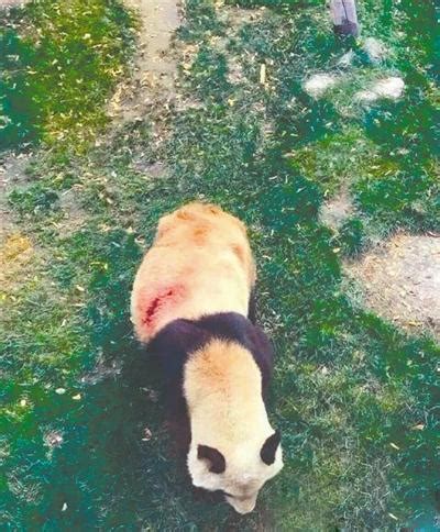 兰州动物园大熊猫疑遭伤害 竹竿切口造成创伤_首页社会_新闻中心_长江网_cjn.cn