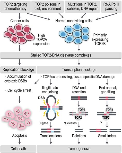 Untangling the roles of TOP2A and TOP2B in transcription and cancer ...