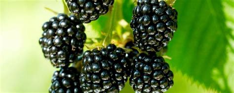 黑莓和桑葚的区别，外观、味道均不同 - 酷蜜蜂