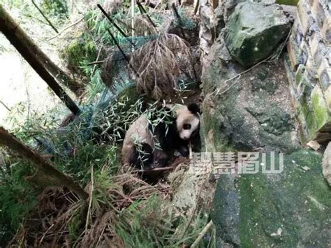 洪雅县又发现一只大熊猫，因为生病前往瓦屋山村民家求助！