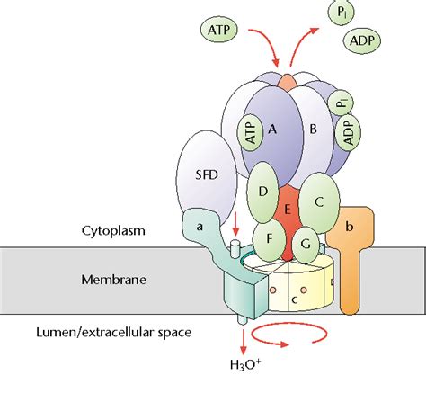 ATP合成酶_360百科