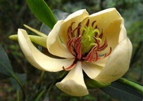 此花被誉为“我国第一美花树”，花期长达260天，艳丽不输玫瑰花|玫瑰花|花树|月季_新浪新闻
