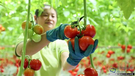 记者探访中国最大番茄智能温室生产基地 _ 中国网