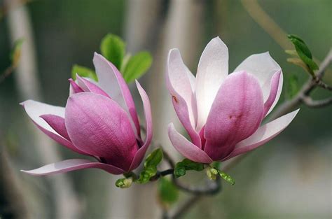 春天盛开的玉兰花 - 免费可商用图片 - cc0.cn