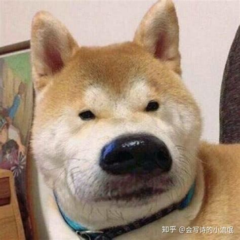 沙雕图片