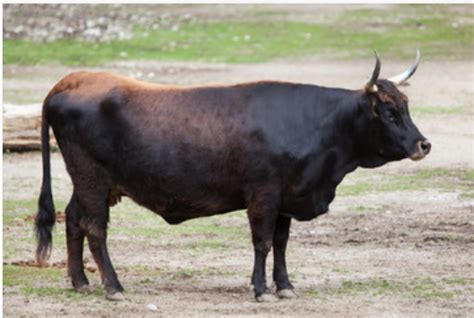 梦到黑牛是什么预兆 做梦梦见黑牛的吉凶 - 万年历