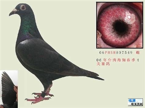 真实的纯李鸟国血信鸽图片-中国信鸽信息网相册