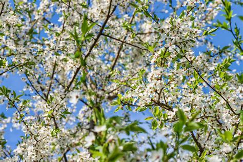 樱桃树果园的花朵在春日开高清图片下载-正版图片505008431-摄图网