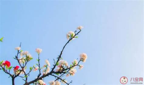 春暖花开动图图片-正版gif素材401004833-摄图网