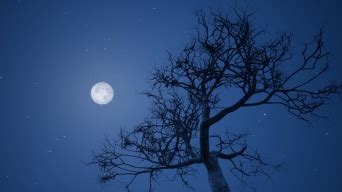 月光下的天空穿过林木。高清摄影大图-千库网