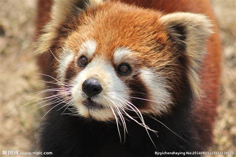 因遗传差异大，中华小熊猫和喜玛拉雅小熊猫原来是两个不同物种