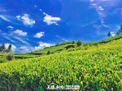 雷山县：小叶子成就大产业！茶产业助推脱贫攻坚有实效