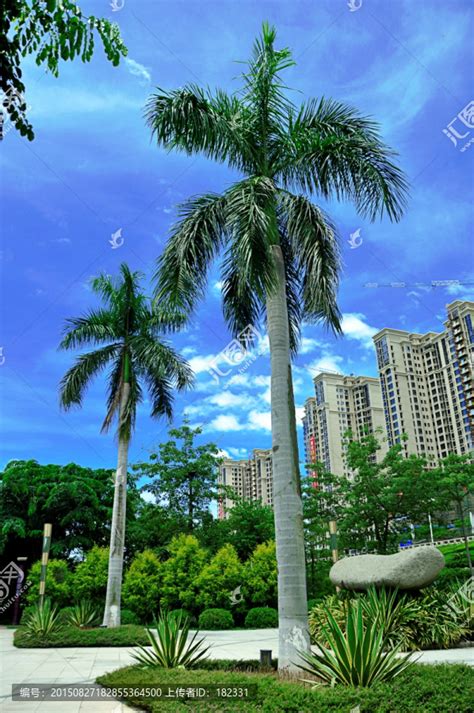 大王椰子-景观植物案例-筑龙园林景观论坛