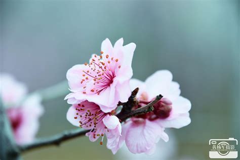 粉红桃花高清图片下载-正版图片500523459-摄图网