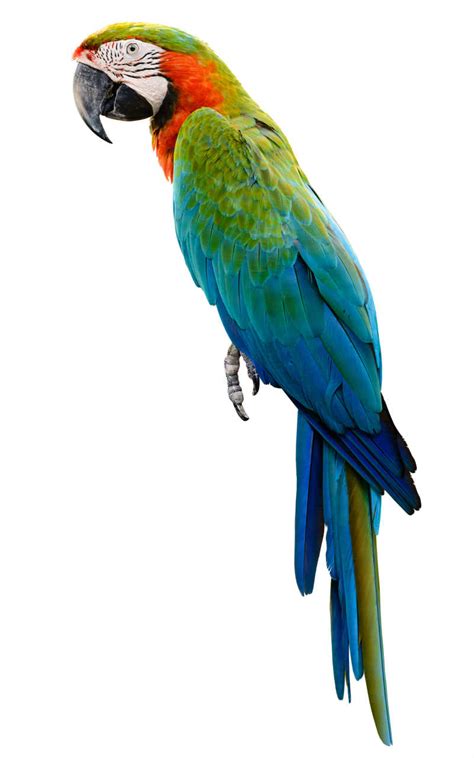 亚马逊金刚鹦鹉 - 在蓝天前的 Ara ararauna高清摄影大图-千库网