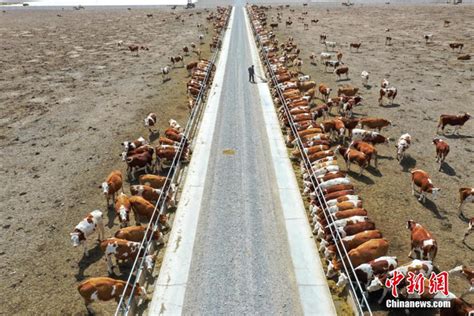 航拍新疆“最大牛场” 叶城戈壁滩上种草养牛_新浪图片