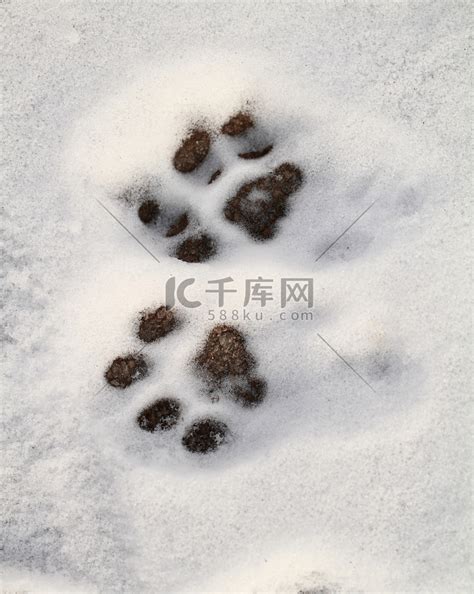 雪地上的小猫脚印高清摄影大图-千库网
