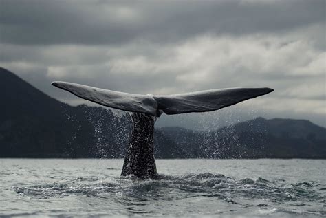 地球最大的生物排行榜(地球有史以来体型最大的生物排行榜，蓝鲸仅排第三) | 说明书网