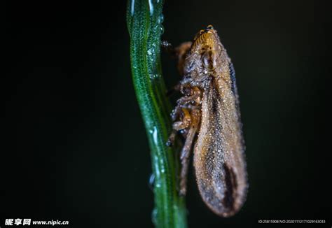 蝉和知了有什么区别，它们是害虫吗，有哪些常见种类 - 农敢网