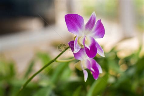 植物孤立在白色背景上的紫兰花分支特写视图的孤立在白色背景上的紫兰花分支爱香气高清图片下载-正版图片307840709-摄图网