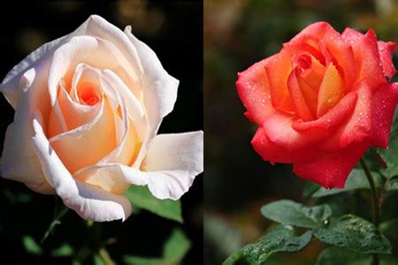 月季和玫瑰的区别图解（多图对比）-常见问题-藤本月季网