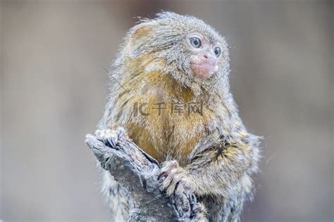 Callithrix pygmaea、侏儒狨猴高清摄影大图-千库网