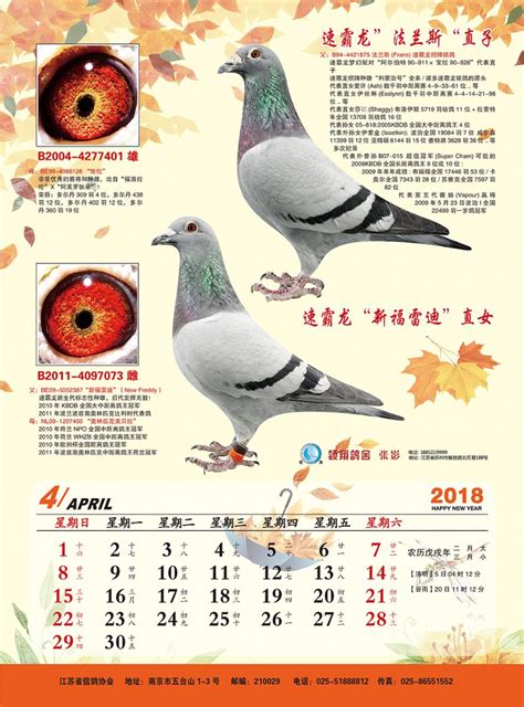 江苏省信鸽协会---中国信鸽信息网各地信鸽协会栏目