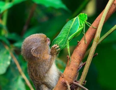 世界上最小的猴子侏儒狨：给您拜年了！（2）_驱动中国