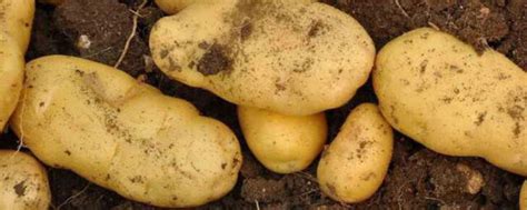 土豆何时传入中国 - 农敢网