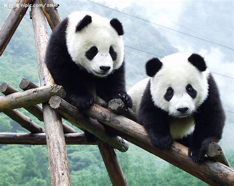 大熊猫 - 快懂百科