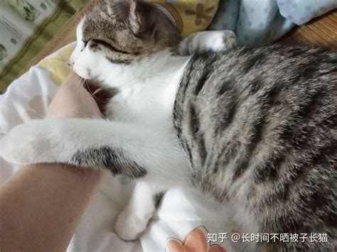猫为什么会突然抱你手咬你，猫咬你手是什么意思 — 喵萌网