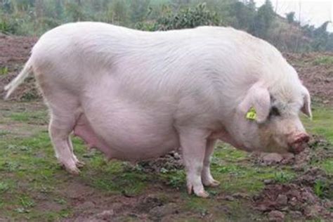 养猪业的前景和行情—猪知乐语录__财经头条