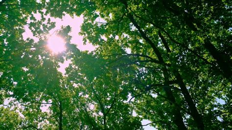 唯美自然风光树叶绿叶阳光照进树林光线透过树叶高清实拍视频素材