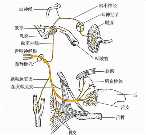 舌神经走行解剖图图片 舌神经走行解剖图图片