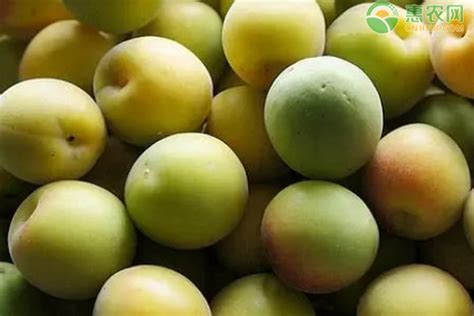 杏子什么时候成熟(6-7月份) 杏子的营养价值 - 鲜淘网