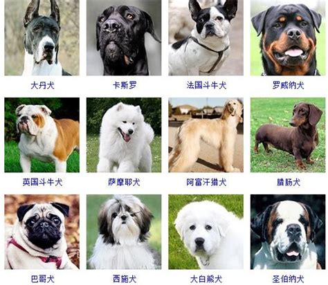 72种名犬图片及名字-百度经验