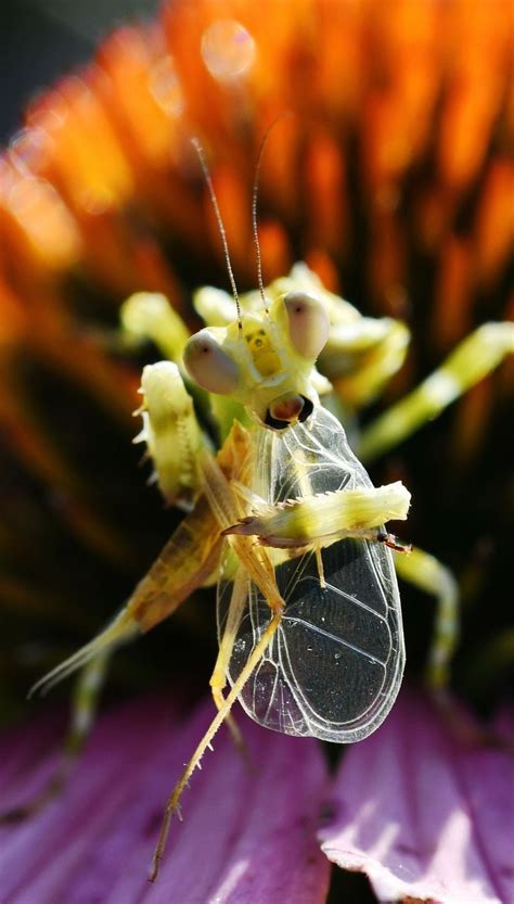 螳螂的进化史,100种常见昆虫图鉴,远古螳螂_大山谷图库