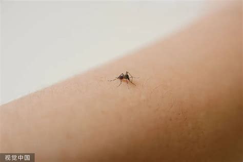 科学|蚊子吸血不算啥，为什么要传播疾病呢？ 库蚊属|伊蚊|生活