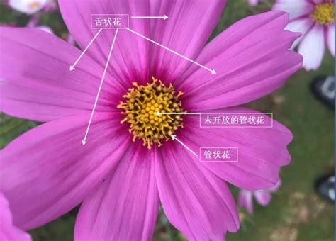 每周一花：格桑花--陕西省西安植物园 陕西省植物研究所