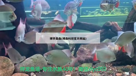 博宇森森(博森科技官方网站) - 大日玉鲭鱼 - 广州观赏鱼批发市场