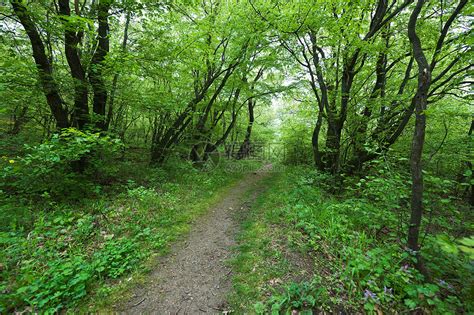 春林风景植物季节森林绿色小路高清图片下载-正版图片321964419-摄图网